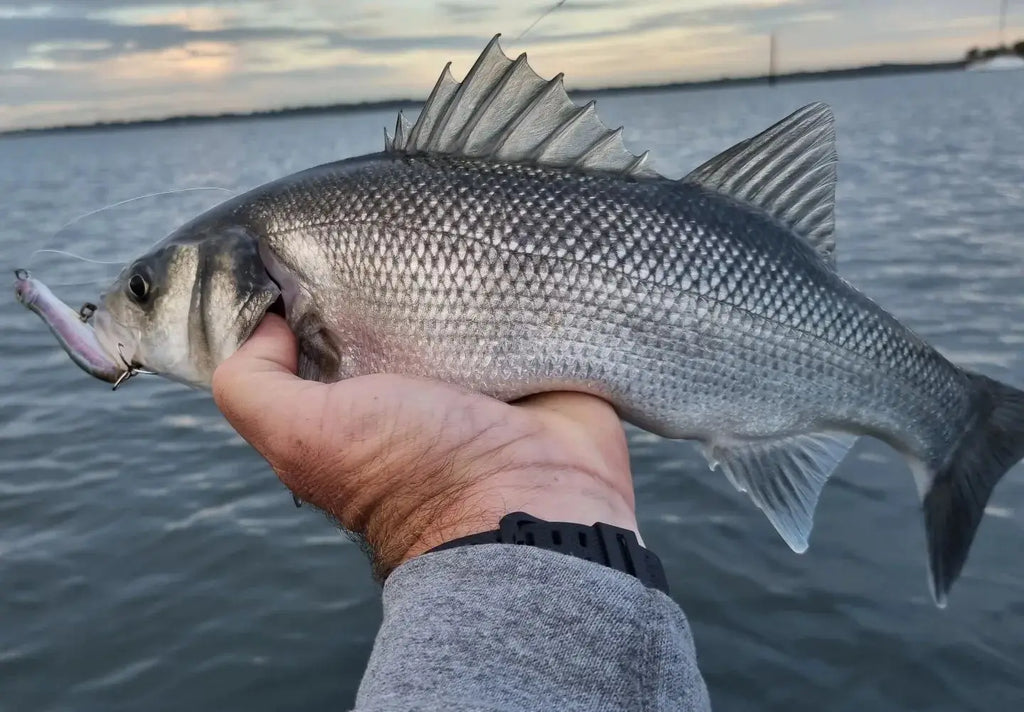 Patchinko 100/140 Topwater – Popper Stickbait Flottant